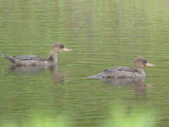 Lophodytes cucullatus