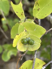 Lonicera reticulata