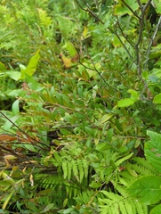 Chamaedaphne calyculata