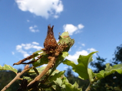 Andricus foecundatrix