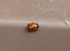 Coccinella undecimpunctata