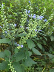 Scutellaria