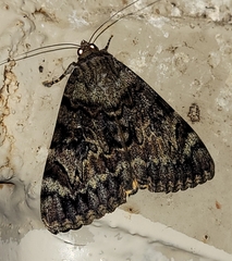 Catocala desdemona