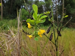 Crotalaria