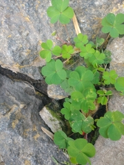Angiospermae