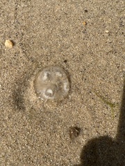 Chrysaora chesapeakei