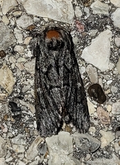 Pseudopanthea palata