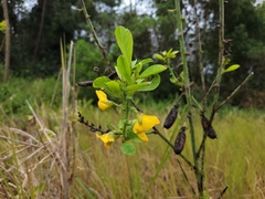 Crotalaria