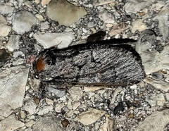 Pseudopanthea palata