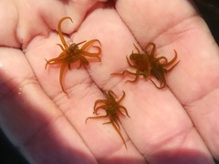 Paranemonia cinerea