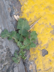 Tracheophyta