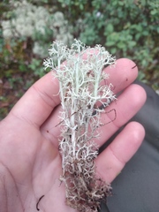 Cladonia arbuscula