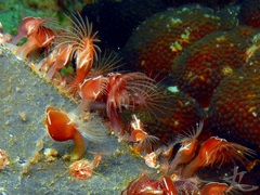 Conchoderma