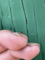 Lygaeoidea