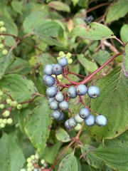Cornus amomum