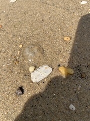 Chrysaora chesapeakei