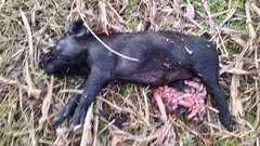 Sus scrofa domesticus