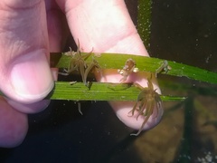 Paranemonia cinerea