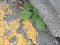 Angiospermae