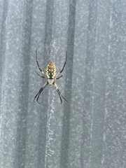Argiope aurantia
