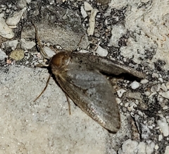 Cryptophobetron oropeso