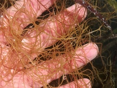 Gracilariopsis longissima