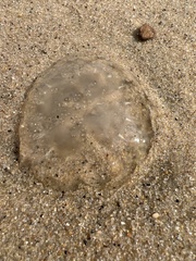 Chrysaora chesapeakei