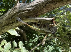 Neotibicen canicularis