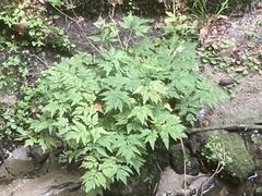 Chaerophyllum hirsutum