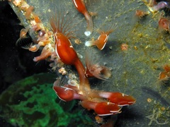 Conchoderma