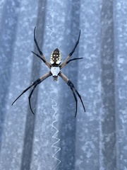 Argiope aurantia