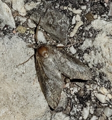 Cryptophobetron oropeso