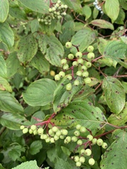 Cornus amomum