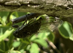 Neotibicen canicularis