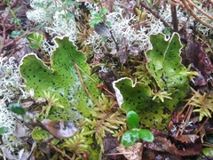 Peltigera aphthosa