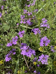 Glandularia wrightii