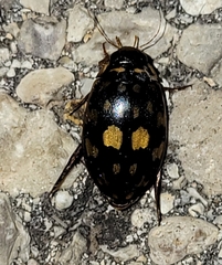 Thermonectus marmoratus