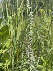 Artemisia ludoviciana