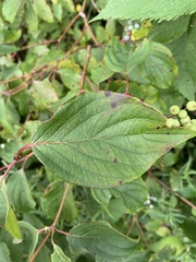 Cornus amomum