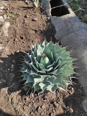 Agave nuusaviorum