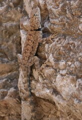 Sceloporus merriami