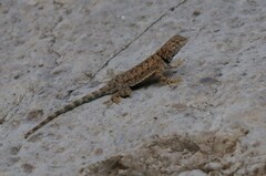 Sceloporus merriami