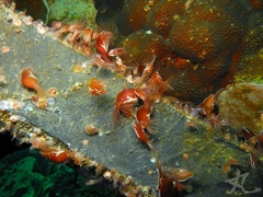Conchoderma