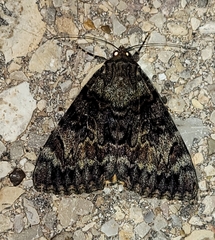 Catocala desdemona