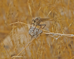Proctacanthus milbertii