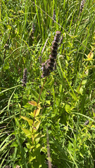 Agastache foeniculum