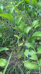 Polygonatum biflorum