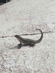 Leiocephalus carinatus