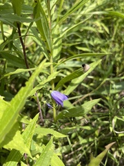 Campanula intercedens