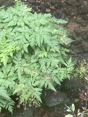 Chaerophyllum hirsutum
